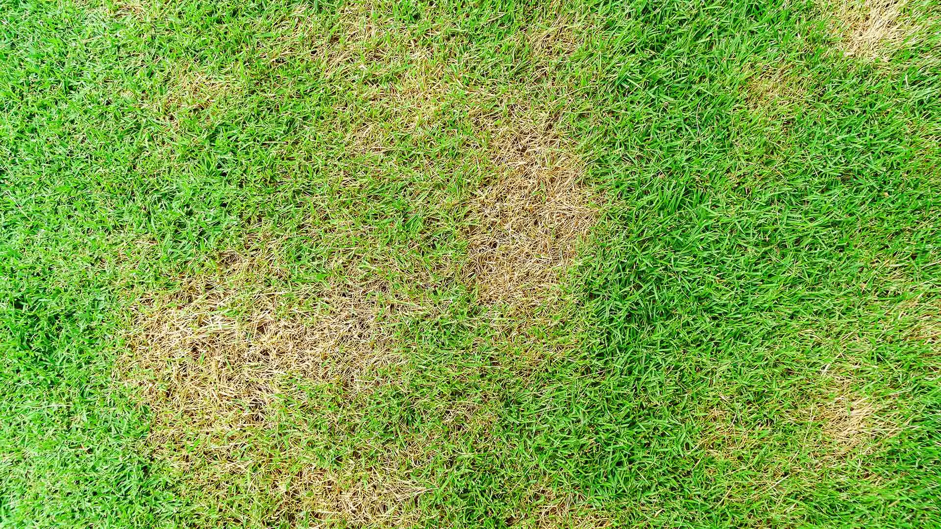 Brown patches spread throughout lawn in Nashville, TN.