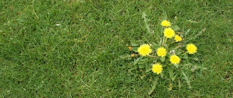 Clump of dandelions on a lawn in Gallatin, TN.